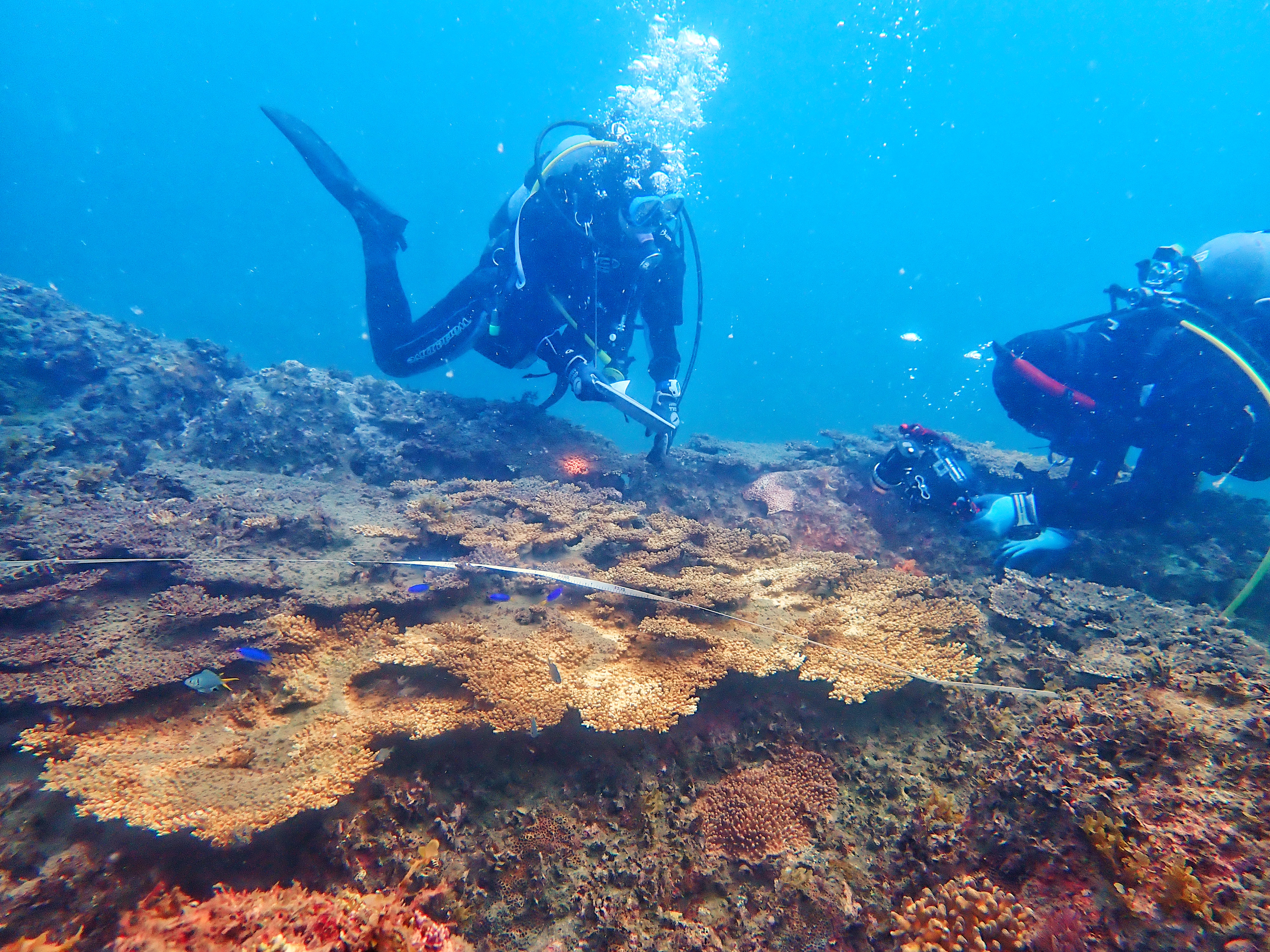 サンゴの健康診断 ｜ 竜串リーフチェック | 研究ノート | aosabalabo